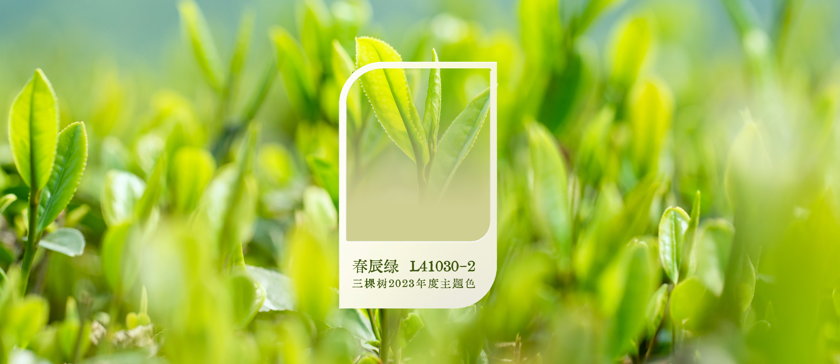 春辰綠-new.jpg
